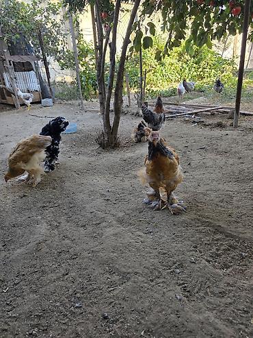 Cücələr: Toyuq cücələri, Damazlıq — 9