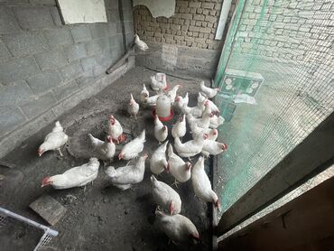 одежда для животных: Продаются курицы,3 месячные,они все несут яйца