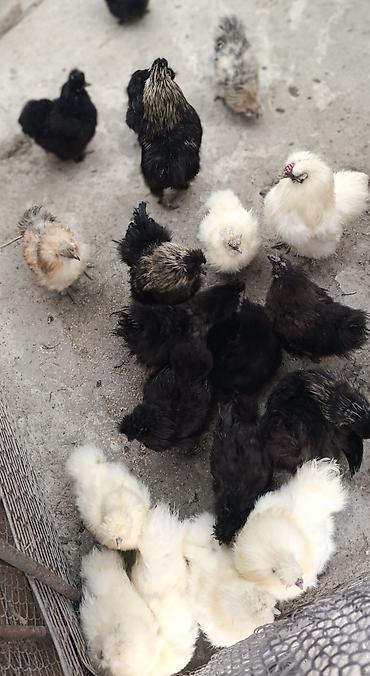 Животные: Продам китайских шелковых кур .Петухи сплешчисто черный и белые — 3