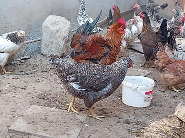 brama toyuqları: Курица, Для разведения, Самовывоз — 9