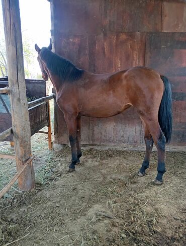 эркек ит: Сатам | Тай | Англиялык | Ат спорту