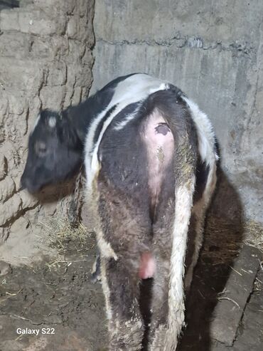 Dana, buzov: Satlıq: qaramal – erkək buzov/ dana - Növ: ətlik istiqamətli qarışıq — 8