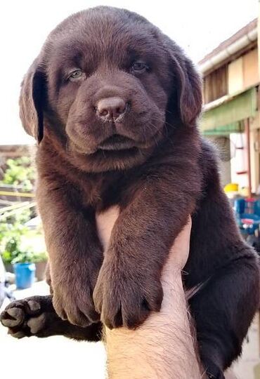 Psi: Čokoladni štenci labrador retrivera Čokoladni štenci labrador — 8