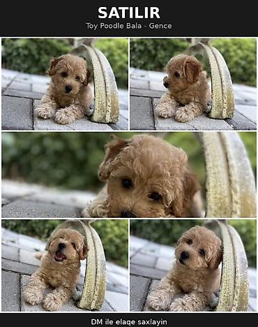 İplər, saplar: SATILIR: Toy Poodle bala – Gəncə Xüsusiyyətlər: - Cins: Toy Poodle — 2