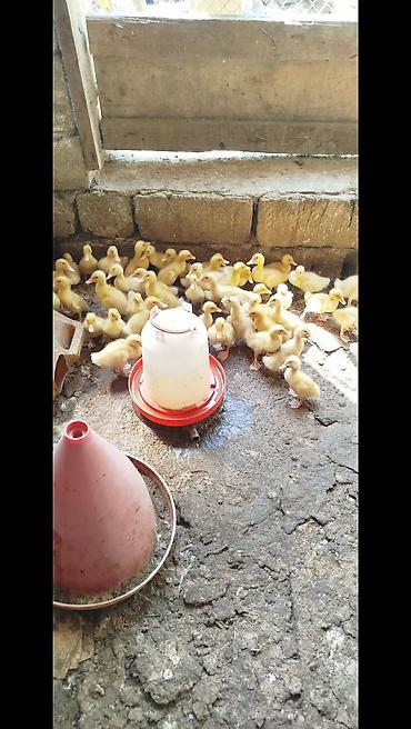 arpanın qiyməti: Salam tam saqlam pekin kuban ordeklerdi 14 gunlukduler qiymet 2.80 — 1
