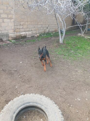 İtlər: Doberman, 8 ay, Erkek, Peyvəndli, Ünvandan götürmə