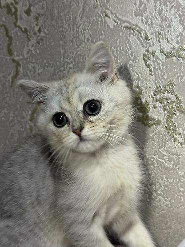 Продажа кошек: Скотиш Страйт (Шотландская прямоухая), 3 месяца, Мальчик, Серебристая шиншилла, Приучена к лотку — 1