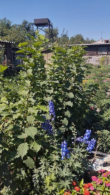 куплю яблоки оптом: Фундук (лесной орех) в скорлупе + саженцы войлочной вишни Описание: - — 6