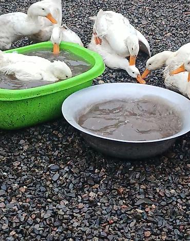 balaca cuce: 50 ədəd ördək hamısı bu ilki balalardi uje yumurtayirlar tək tək 15 — 2