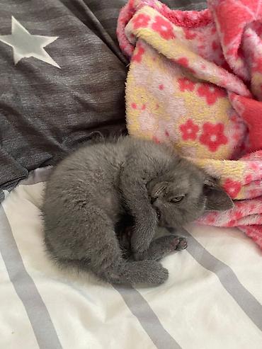 Pişiklər: Yaxşı əllərə -da lalafo.az — 1 Pişiklər: Yaxşı əllərə — 1