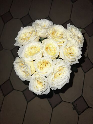 галанские розы: Бесплатная доставка 🚚 по городу Бишкек 11 штук = 1500 Свежие 17 мая