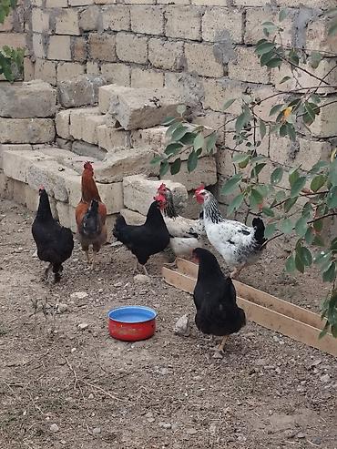 Kənd toyuqları barter olunur başa baş kənd xoruzuynan 5 6 aylıq