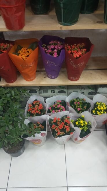 Şitillər: Gül satsi Vathcapa yazın isdediyniz gülü ünvanda catraq Otaq gülleri — 14