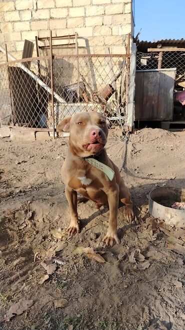 İtlər: Pitbul, 1 il, Erkek, Sənədli, Pulsuz çatdırılma — 4