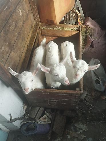 Козы, козлы: Продаю | Козёл (самец) | Для разведения | Племенные — 7