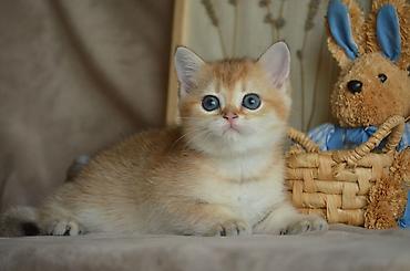 Pişiklər: Qızıl şinşilla, Erkək, Dişi, Ünvandan götürmə — 8