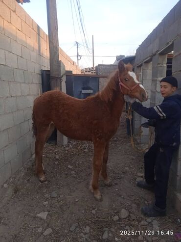 Лошади, кони: Продаю | Жеребенок | Рабочий — 2