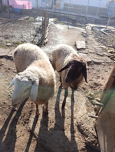 Баран, овца: Продаю | Овца (самка) | Полукровка | Для разведения — 7