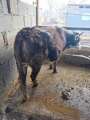 Коровы, быки: Продаю | Бык (самец) | Герефорд | На откорм | Привязанные — 14