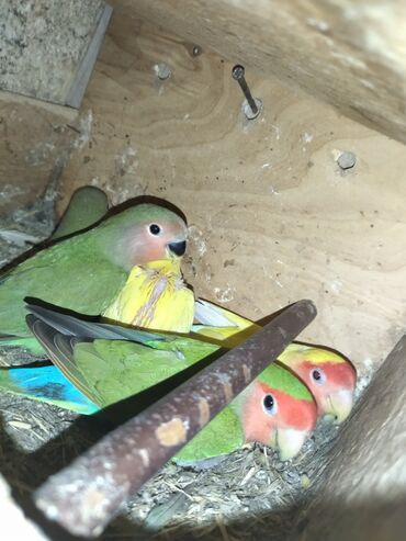 Tutuquşları: Məhsul: Agapornis (Sevgi quşları) cütləri və yuvalama dəstləri — 13