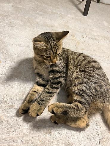 животные кот: Котёнок-подросток, тигровый табби. - Окрас: коричневый табби с — 2