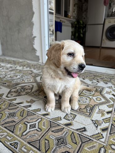 propolis dermani: Labrador-retriver, 1 ay, Erkek, Peyvəndli, Ünvandan götürmə, Pulsuz çatdırılma
