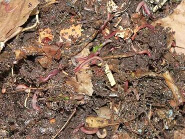 Грунт, чернозем: Биогумус. Соолжан колифорнический черви. Сатылат продается. и — 7