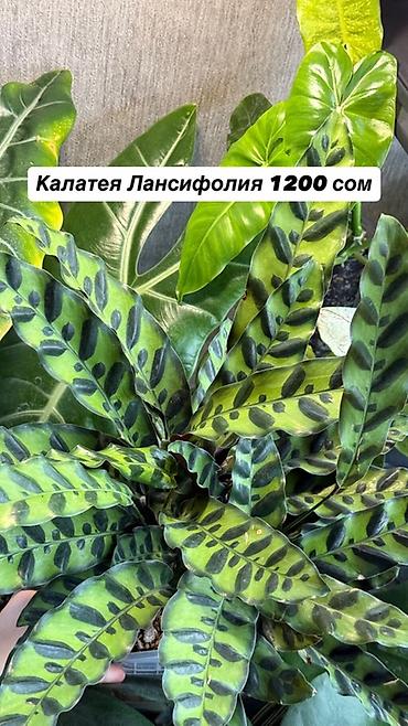 рыба жывая: Комнатные растения в горшках, самовывоз Маевка, могу отправить через — 5