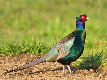 клетка для перепелов купить: Продаю фазанов! Продаю петухов румынских и охотничьих фазанов этого