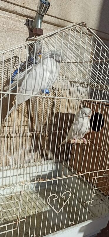 Tutuquşları: Salam vıstıfka ilə çexin qarışığı cütü 50 azn — 7