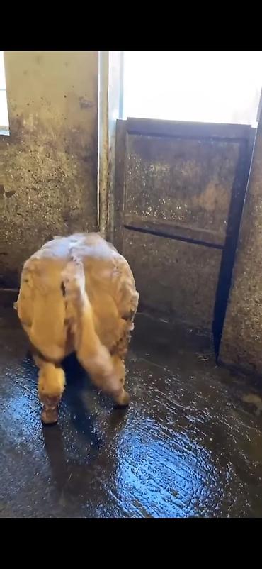 Dana, buzov: Cins buzov – ətlik istiqamət - Rəng: açıq qəhvəyi, alnında ağ ləkə - — 7