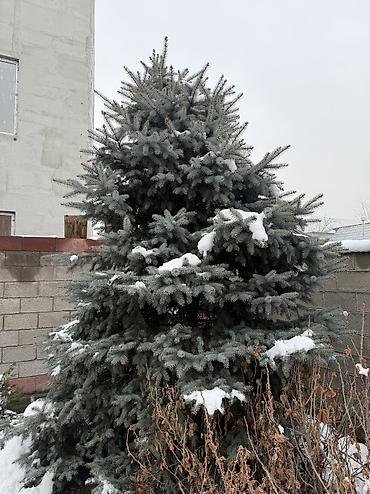 Декоративные деревья: Рассада деревьев: Ели — 8