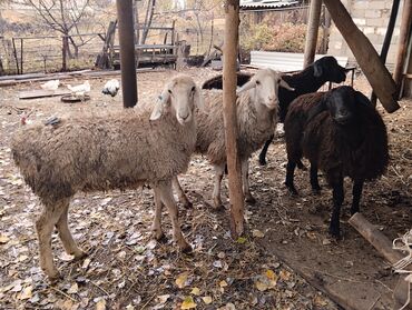 домик для кот: Продаю | Овца (самка), Ягненок, Баран (самец) | Гиссарская, Арашан | На забой, Для разведения | Осеменитель, Ярка