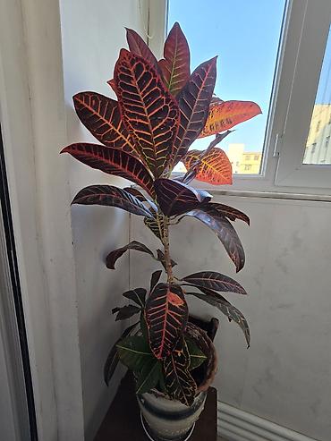 dekorativ bitkiler adlari: Kroton (Codiaeum variegatum) otaq bitkisi - Yarpaqlar: iri, sıx və — 1