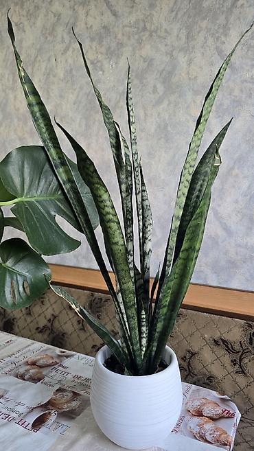 тещя: Домашние комнатные растения в горшках: 1) Сансевиерия (Sansevieria — 3