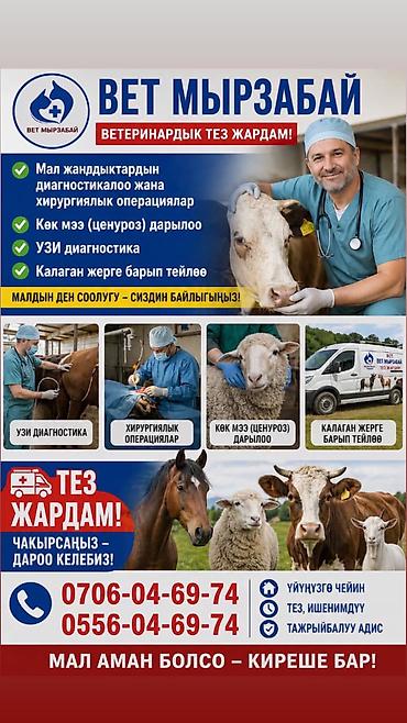 хирургия: Вет врач, хирург делаем любые сложные операции — 1
