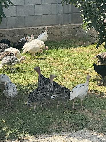 акита ино: Срочно Продаются оптом домашние гуси и индюки 🦃🪿 Продаются здоровые — 5