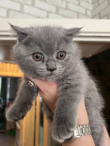 Продажа кошек: Британская короткошёрстная, 3 месяца, Девочка, Лиловый — 12