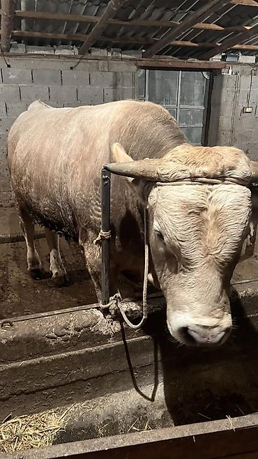 Коровы, быки: Продаю | Бык (самец) — 7