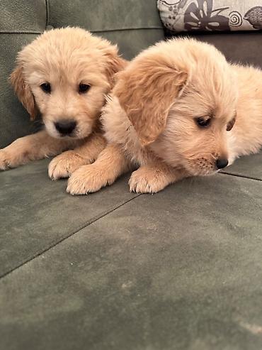 İtlər: Labrador-retriver, 1 ay, Erkek — 17