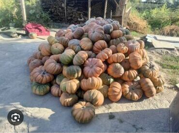 рукав для полива: Тыква крупноплодная, урожай с огорода. - Сорт: вероятно