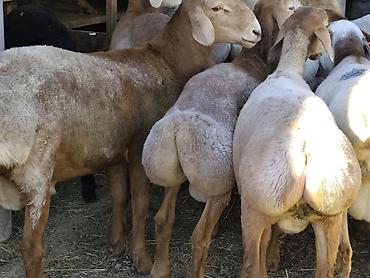 Продам с/х животных: Продаю | Баран (самец) | Гиссарская, Арашан | На забой — 3