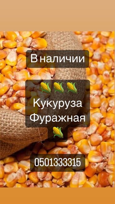 кукуруз продаю: Семена и саженцы Самовывоз, Бесплатная доставка, Платная доставка