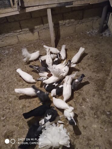 Göyərçinlər: Super göyərçinlər bu yay 7-8 saat uçan Dəniz qırağında gecədən — 4