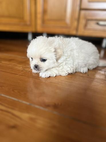 İtlər: Pekines, 1 ay, Dişi — 8