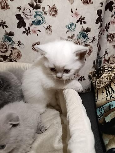 Pişiklər: Şotland, Ödənişli çatdırılma — 4