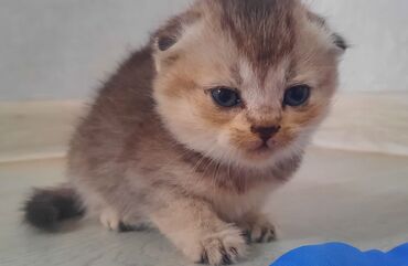шотландский кот на вязку: Шотландский фолд веслоуха г.ОшКотята с короткими, плотно прижатыми