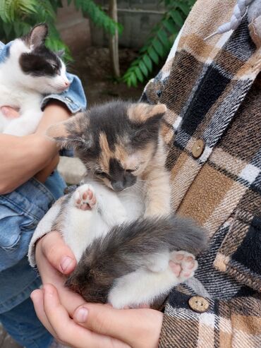 отдам в добрые руки: Отдам в добрые и заботливые руки котят. 2 мальчика и 2 девочки