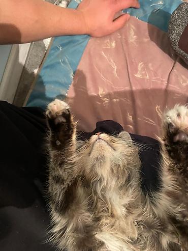 Продажа кошек: Пушистые котята Особенности: - Окрас: дымчато‑черный, тигровый табби и — 14