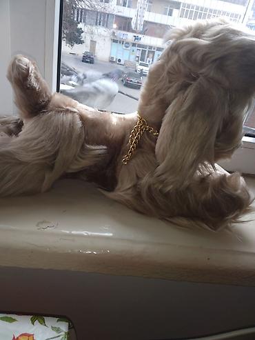 golden dog: Fiqur, rəng - Bej — 3